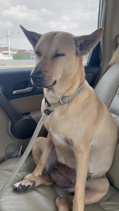 ติดตามอาการ ‘น้องสนิม’ ตัวจี๊ดของบ้าน Gluta Story